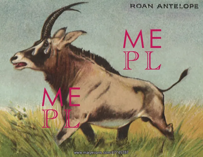  : Roan Antelope