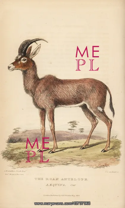 : Roan antelope, Hippotragus equinus : Roan antelope, Hippotragus equinus