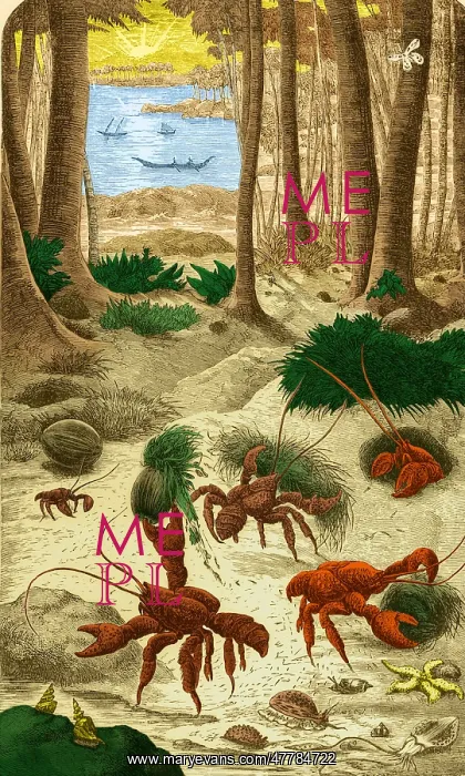 : Robber Crab, What Darwin Saw, 1879 : Robber Crab, What Darwin Saw, 1879
