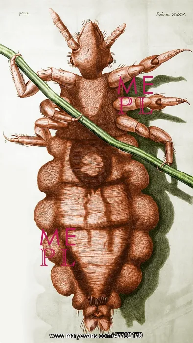 : Robert Hooke's Louse, 1665 : Robert Hooke's Louse, 1665