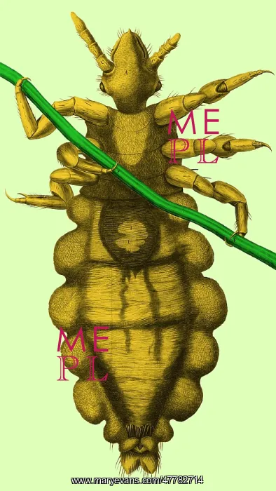 : Robert Hooke's Louse, 1665 : Robert Hooke's Louse, 1665
