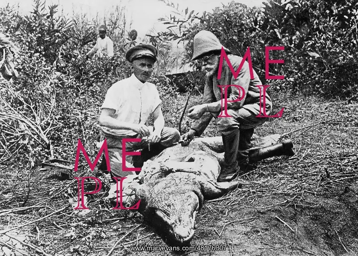 : Robert Koch dissecting crocodile in Africa : Robert Koch dissecting crocodile in Africa