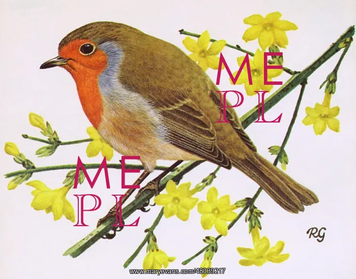: Robin : Robin