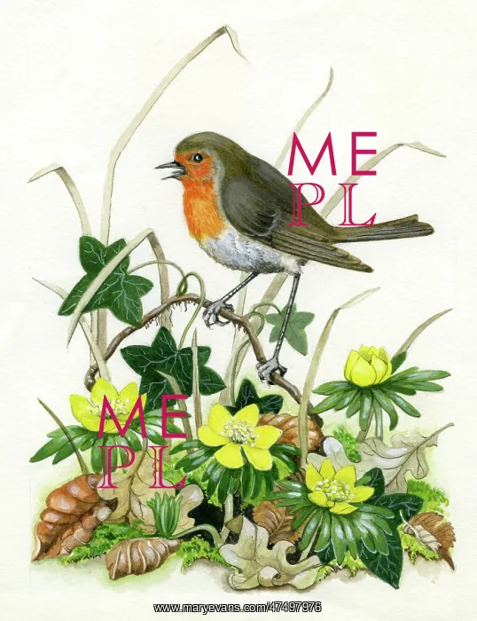  : Robin with Aconites