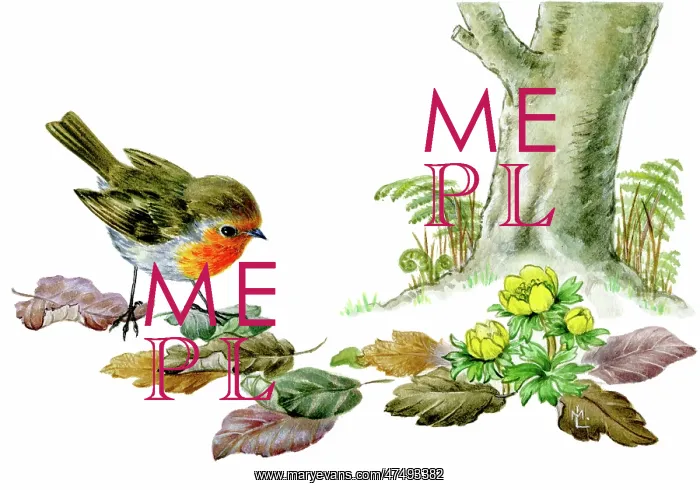 : Robin with aconites and beech leaves : Robin with aconites and beech leaves