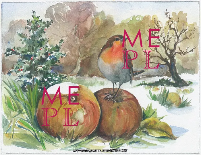 : Robin on an apple in the snow : Robin on an apple in the snow
