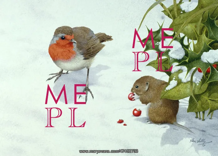 : Robin and Bank Vole in Snow with Holly : Robin and Bank Vole in Snow with Holly