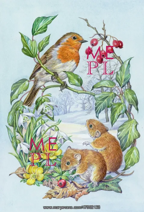 : Robin and two Bank Voles in the snow : Robin and two Bank Voles in the snow