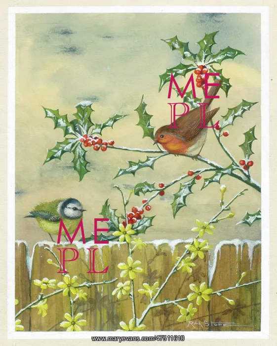 : Robin and Blue Tit with holly and winter jasmine : Robin and Blue Tit with holly and winter jasmine
