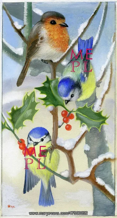 : Robin and blue tits on holly branch : Robin and blue tits on holly branch