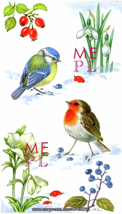 : Robin and Bluetit in the snow : Robin and Bluetit in the snow