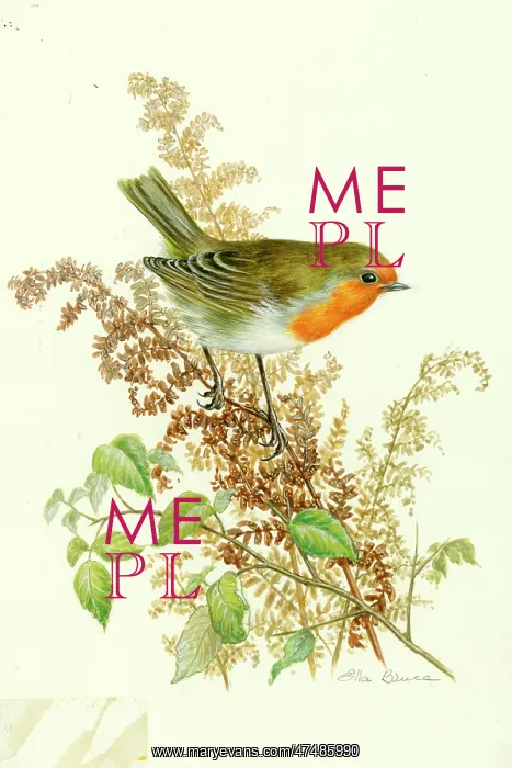  : Robin on Bracken