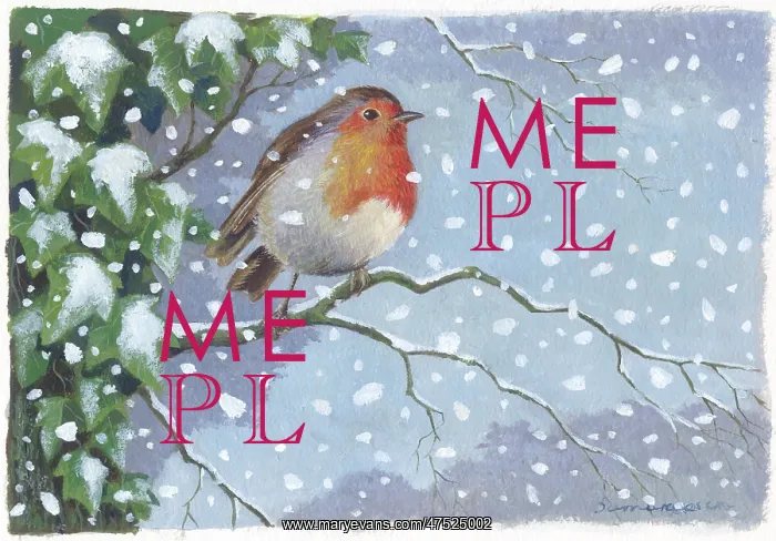 : Robin on a branch with ivy and snow : Robin on a branch with ivy and snow