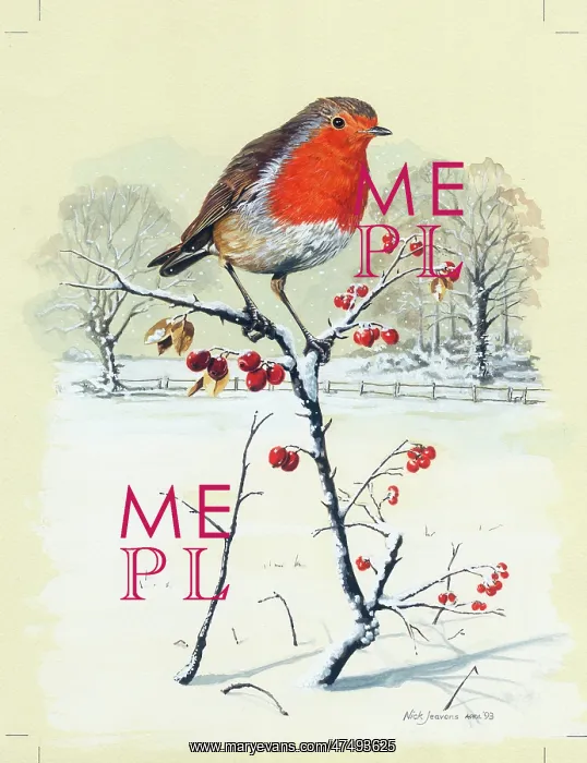 : Robin on Branch with Red Berries : Robin on Branch with Red Berries