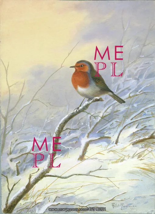  : Robin on a branch in the snow