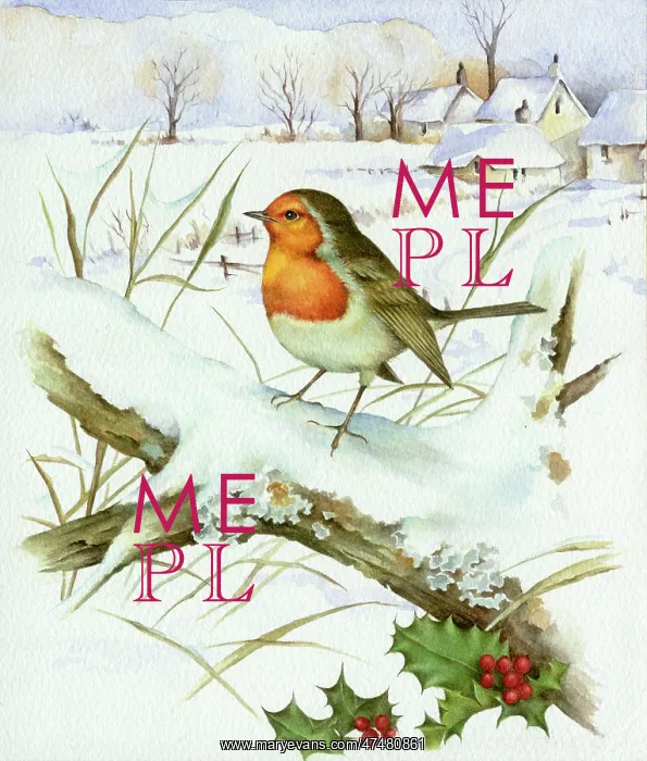 : Robin on Branch with snowy view behind : Robin on Branch with snowy view behind
