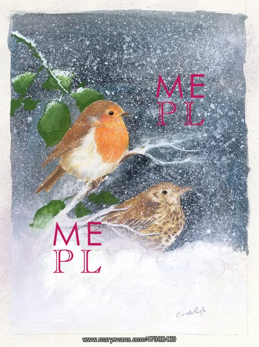 : Robin on a branch and Thrush in the snow : Robin on a branch and Thrush in the snow