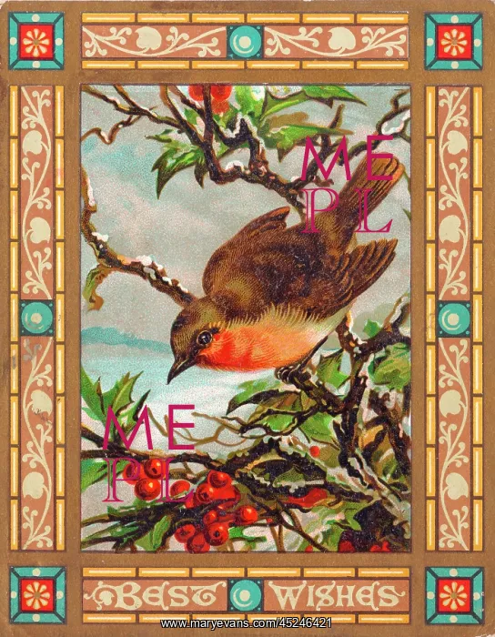 : Robin on a Christmas card : Robin on a Christmas card