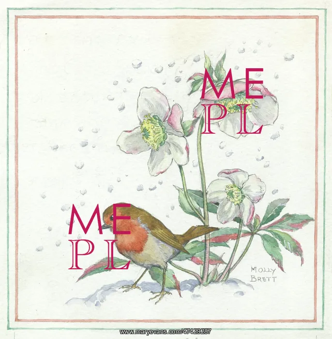 : Robin and Christmas rose : Robin and Christmas rose
