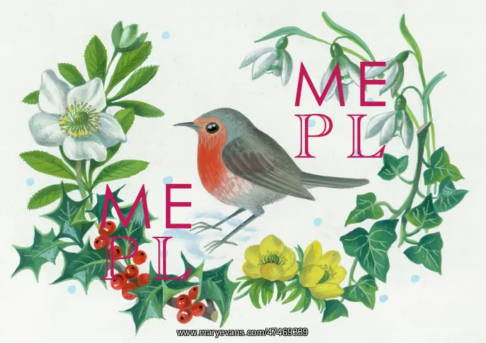 : Robin with Christmas rose, holly, aconites : Robin with Christmas rose, holly, aconites