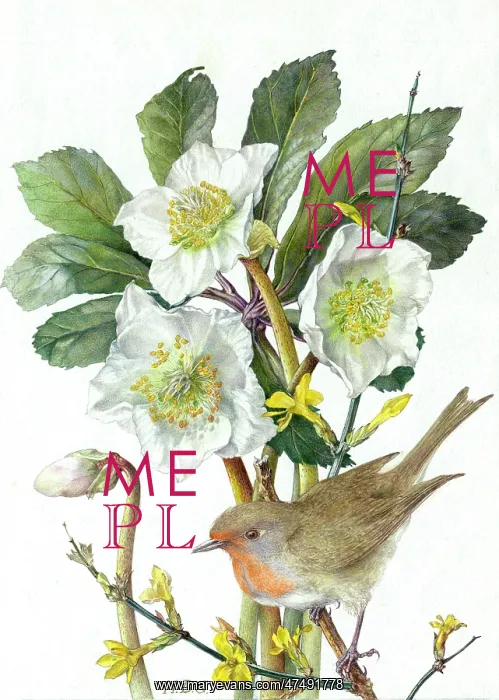  : Robin with Christmas Roses and Jessamine