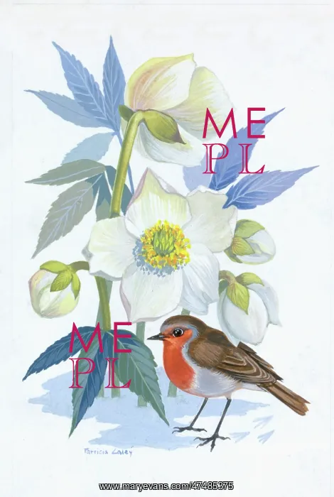  : Robin with Christmas roses in the snow