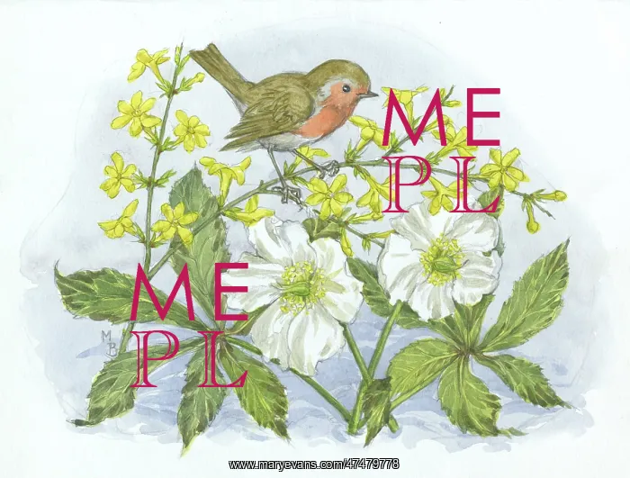 : Robin with Christmas roses, winter jessamine : Robin with Christmas roses, winter jessamine