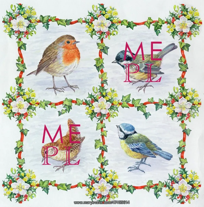 : Robin, coal tit, wren and blue tit in the snow : Robin, coal tit, wren and blue tit in the snow