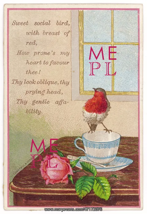 : ROBIN ON CUP : ROBIN ON CUP