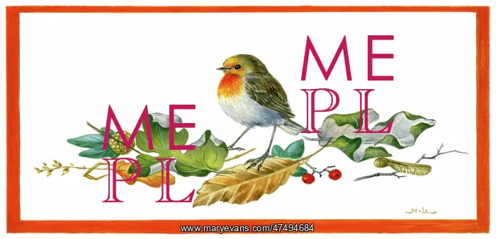  : Robin on dried leaves and berries