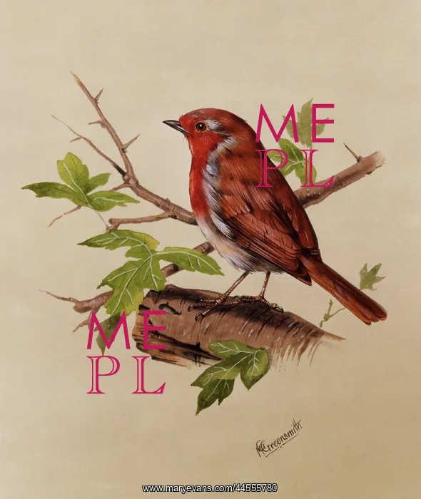  : Robin (Erithacus rubecula)