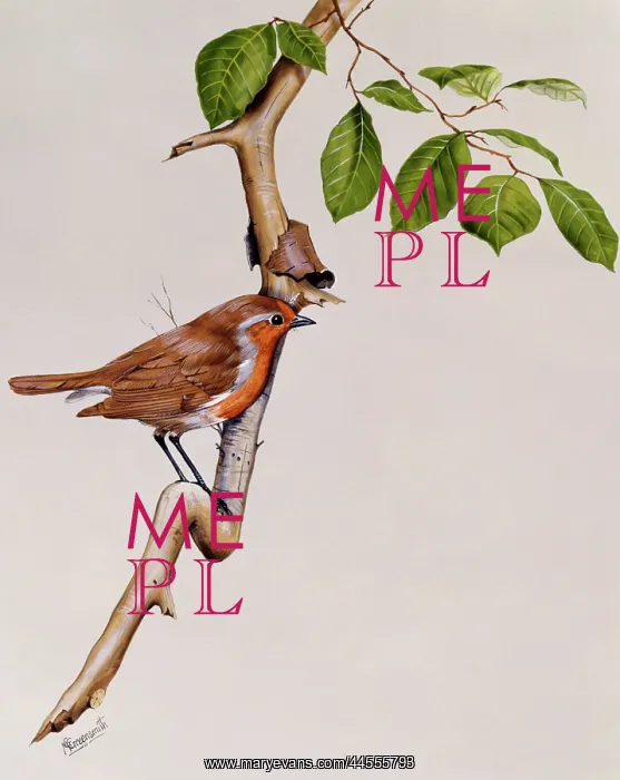 : Robin (Erithacus rubecula) : Robin (Erithacus rubecula)