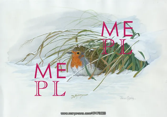  : Robin fluffed up under a clump of snowy grass