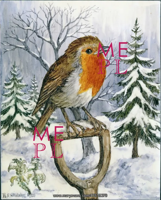 : Robin on a fork handle in the snow : Robin on a fork handle in the snow