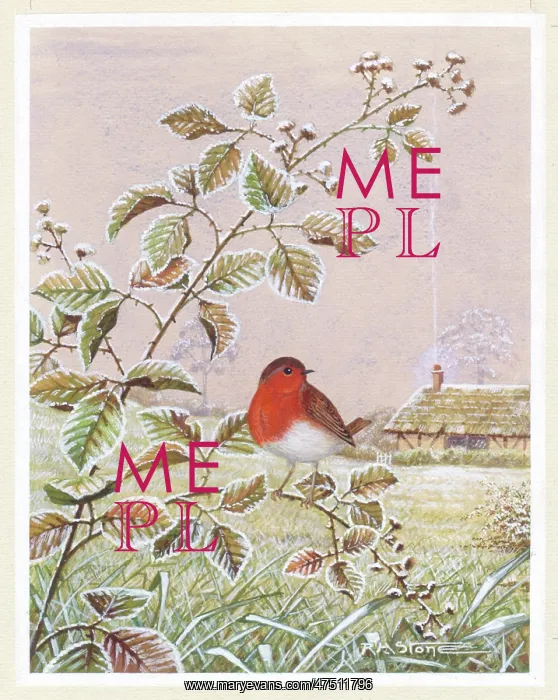 : Robin on a frosty blackberry bough : Robin on a frosty blackberry bough