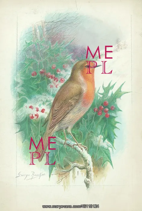  : Robin by George Rankin