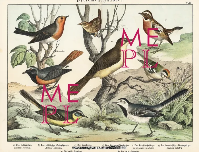 : Robin, goldcrest, wren, etc : Robin, goldcrest, wren, etc