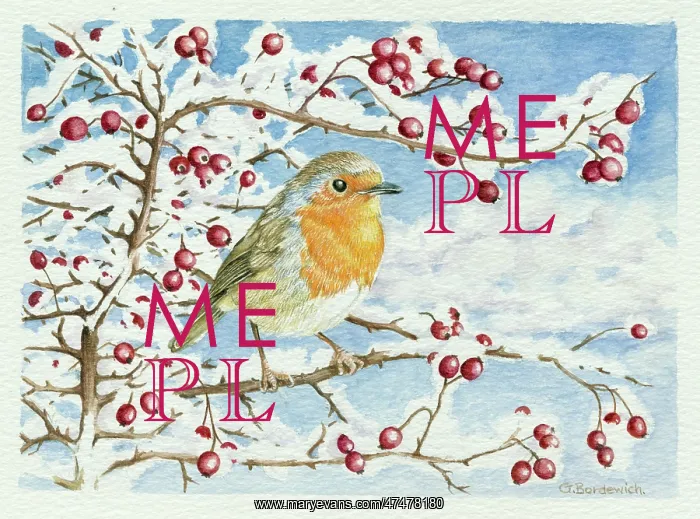  : Robin on Hawthorn Branch with Berries in Snow
