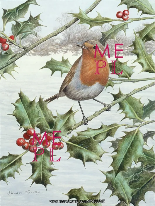  : Robin on Holly