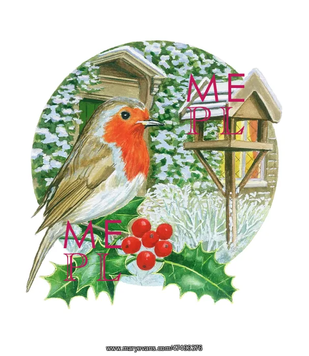 : Robin on holly with bird table : Robin on holly with bird table