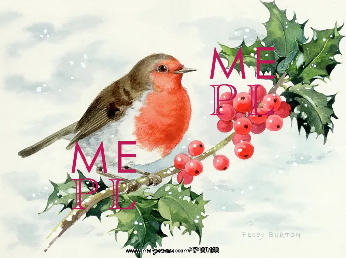  : Robin on a holly bough with berries and snow