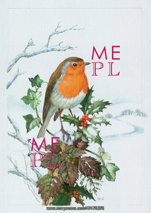 : Robin on Holly with Brambles : Robin on Holly with Brambles