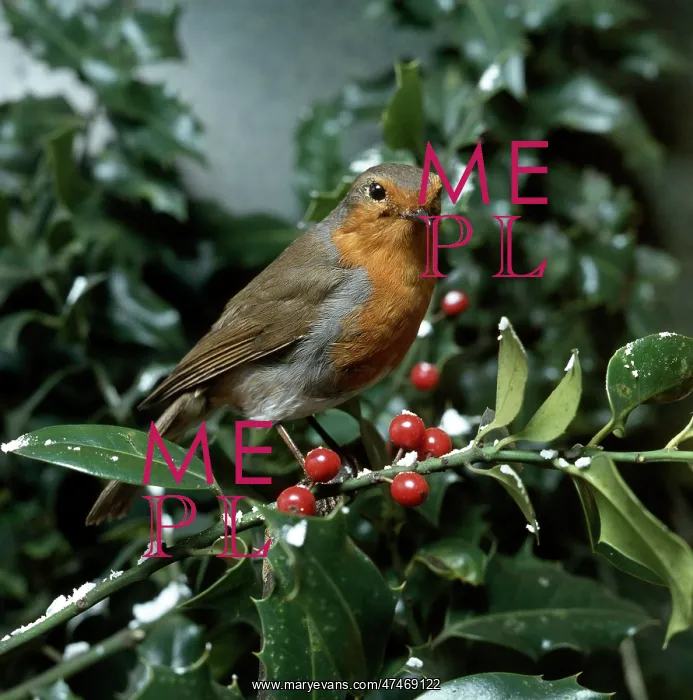  : Robin on a Holly Branch