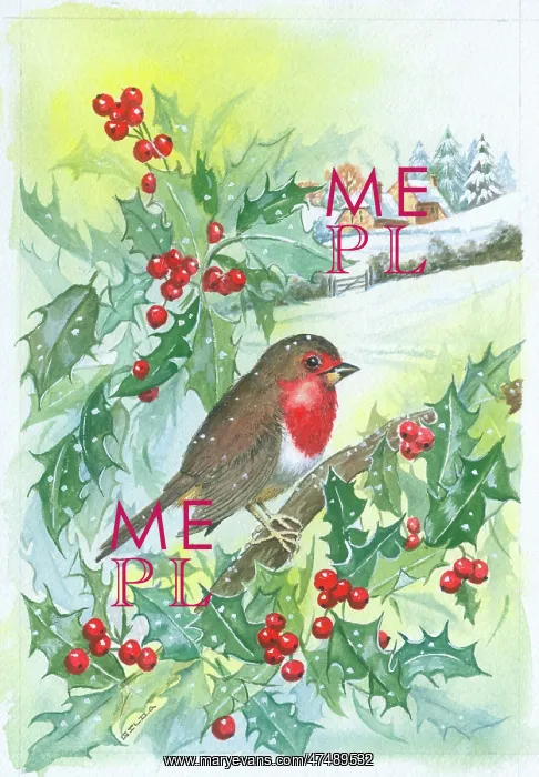 : Robin on Holly Branch : Robin on Holly Branch