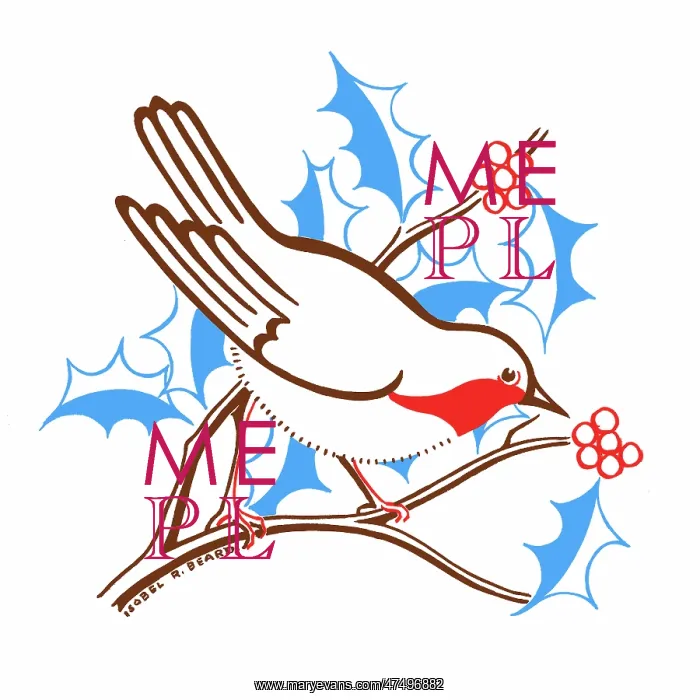 : Robin on a holly branch with berries : Robin on a holly branch with berries