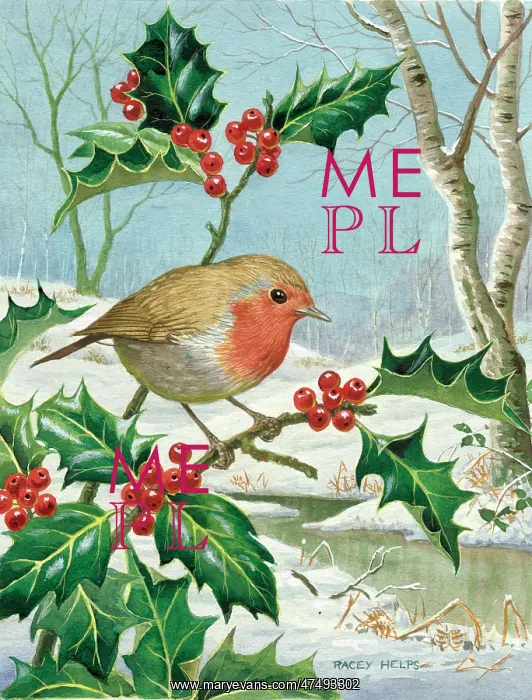 : Robin on holly branch by a river in a snow : Robin on holly branch by a river in a snow