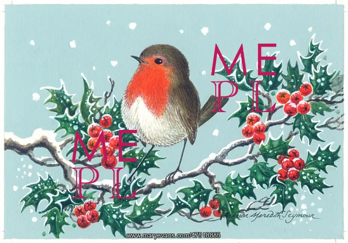  : Robin on a holly branch in snow