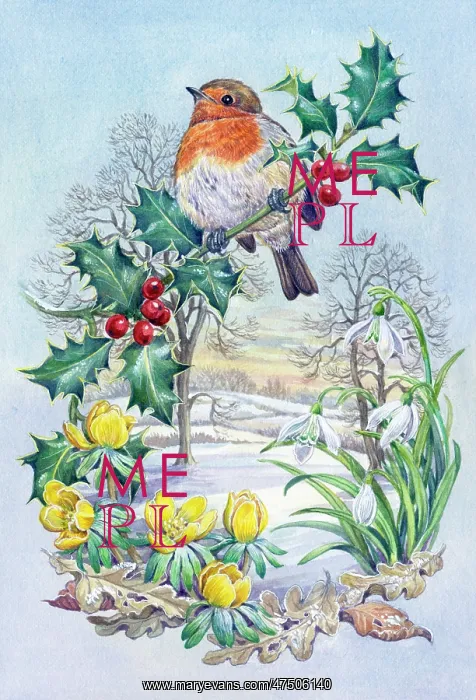: Robin on holly branch with snowdrops etc : Robin on holly branch with snowdrops etc