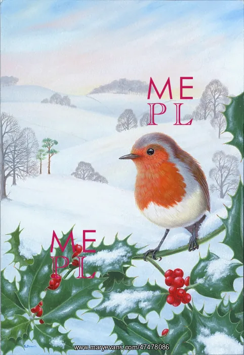  : Robin on a Holly Branch with Snowy Landscape