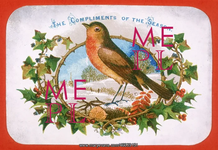  : Robin and holly - Christmas Card